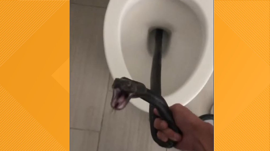 Coachwhip snake removed from Arizona resident's toilet