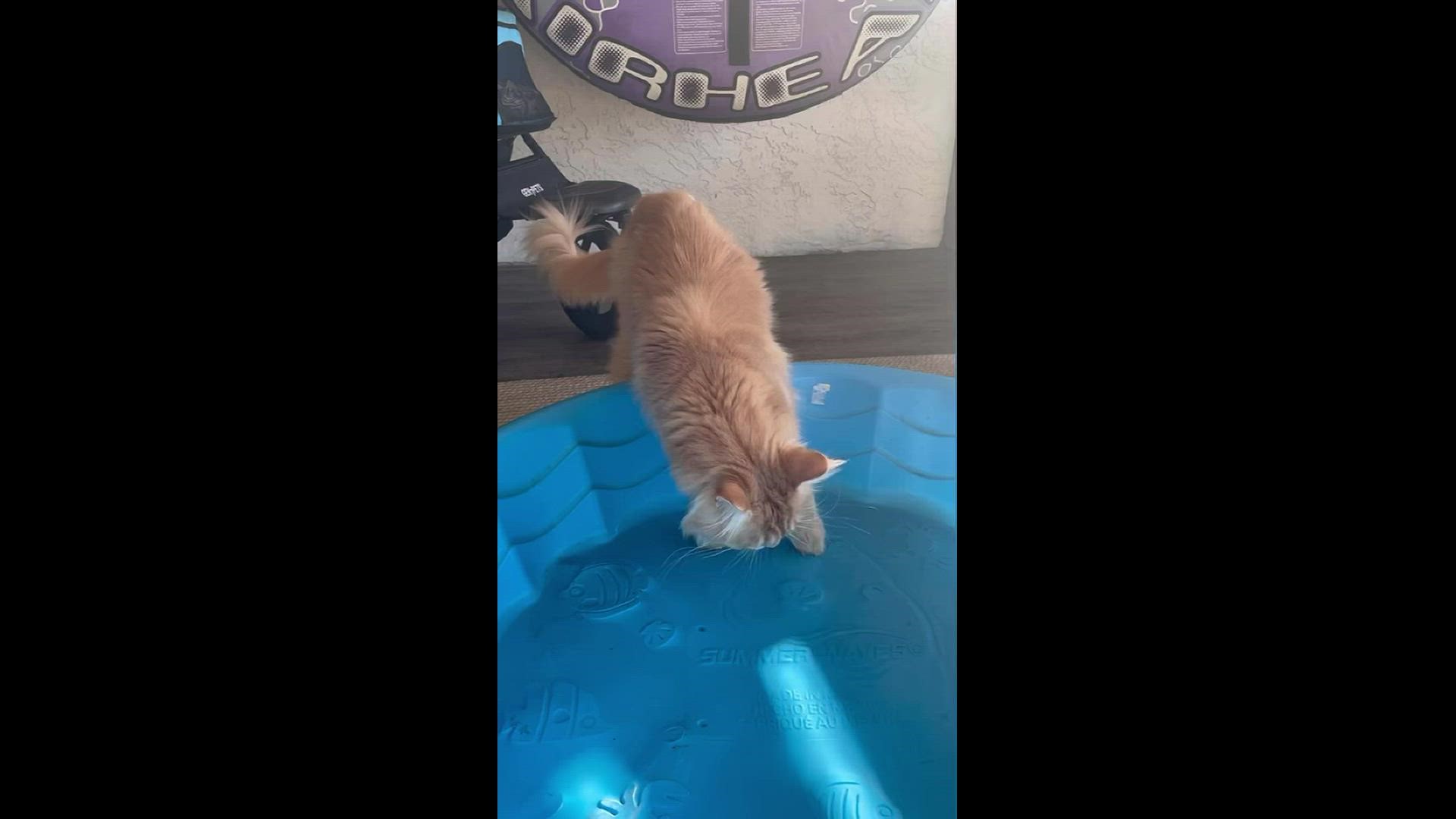 Who says cats can't swim? Meet two kitties living the best of their nine lives