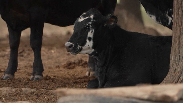 Cattle associations say ICE operations are disrupting Texas agriculture industry, will cause higher beef prices
