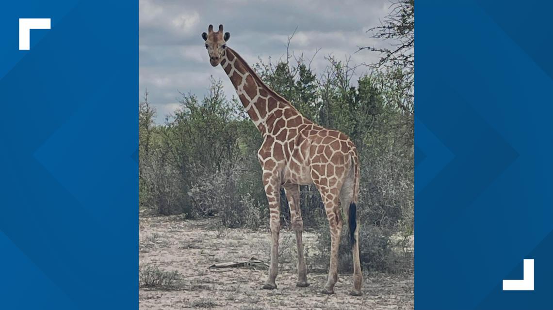 Gracie the giraffe has gone missing in Texas