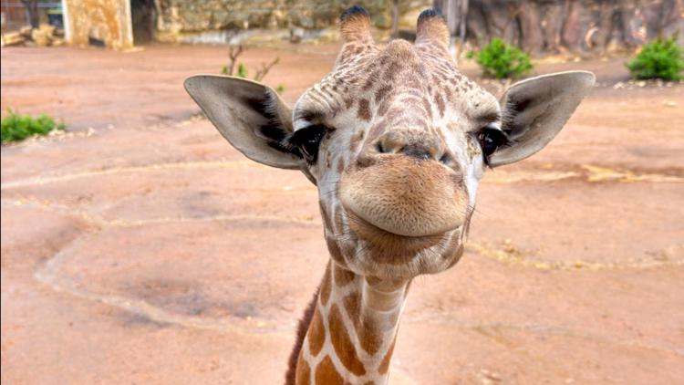San Antonio Zoo hits pause paws due to weather, plans Saturday comeback