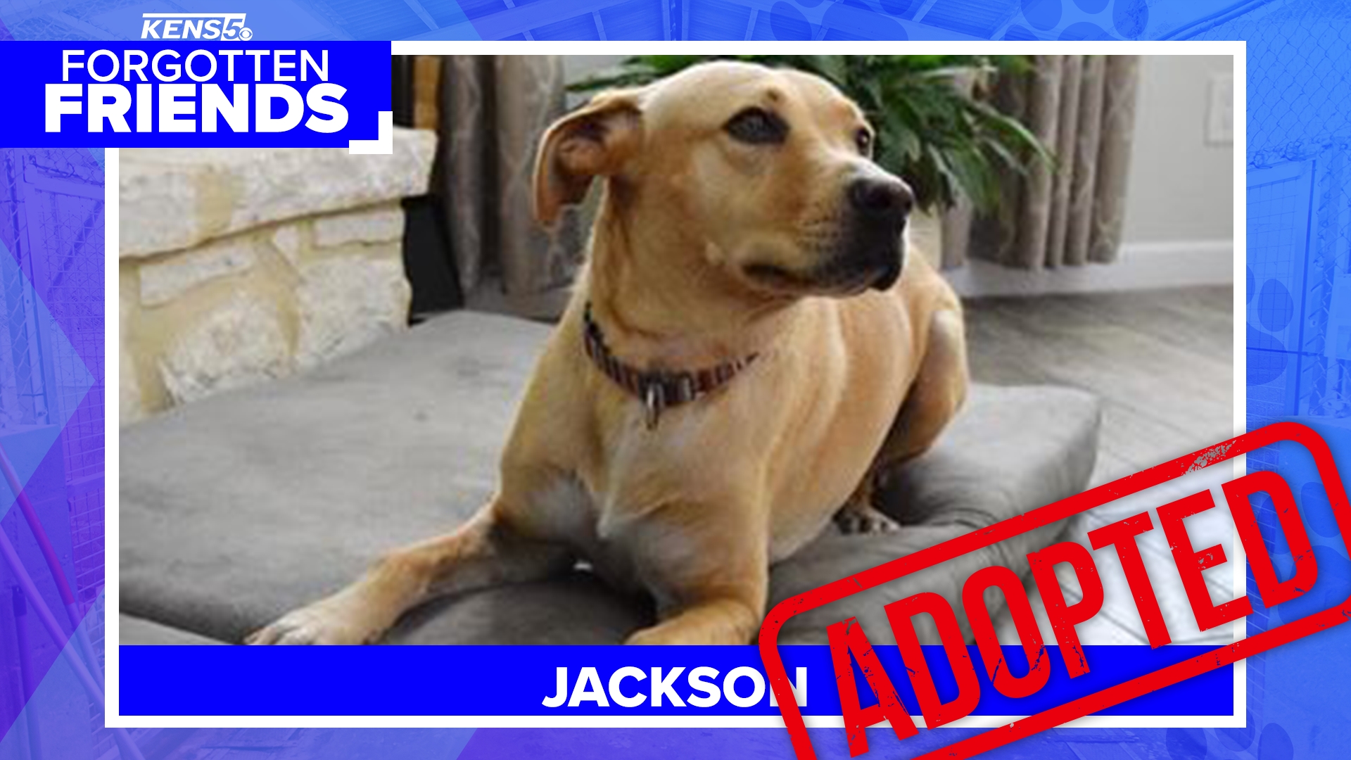 Forgotten Friends: Jackson the tripod dog adopted after 464 days at shelter