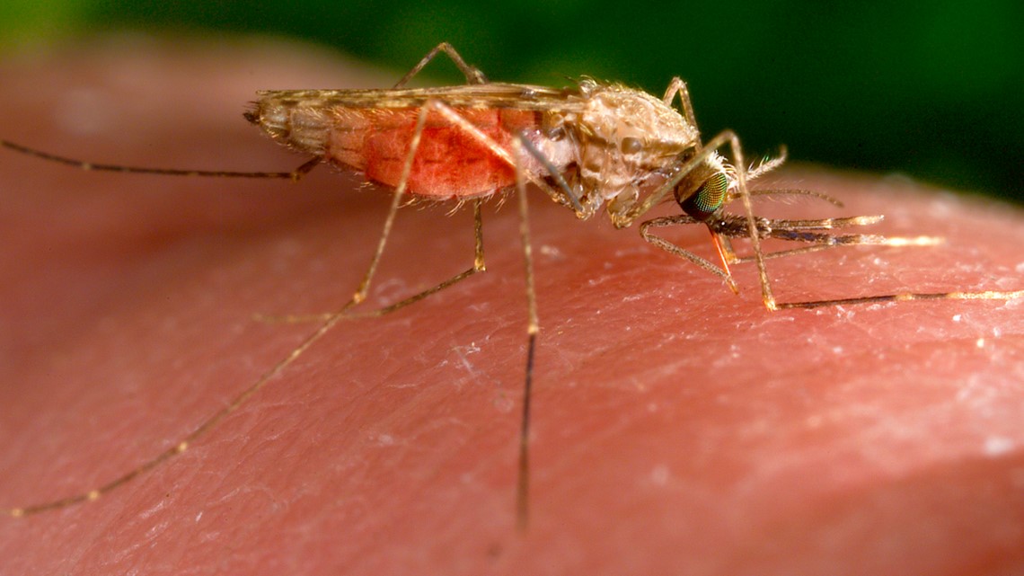 Malaria cases spark Florida health alert | rocketcitynow.com - Vimarsana News