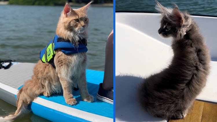 谁说猫不会游泳!来见见两只小猫，它们过着九种生活中最美好的生活