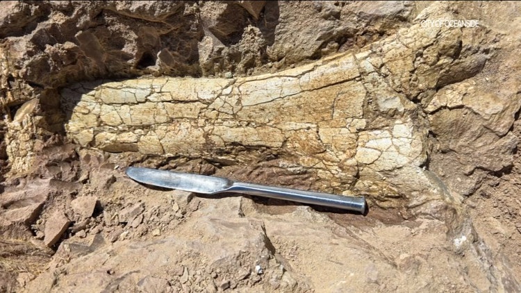 40-million-year-old fossils discovered at a construction site in Oceanside