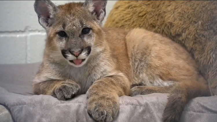 As temperatures soar, local wildlife searches for water and shade
