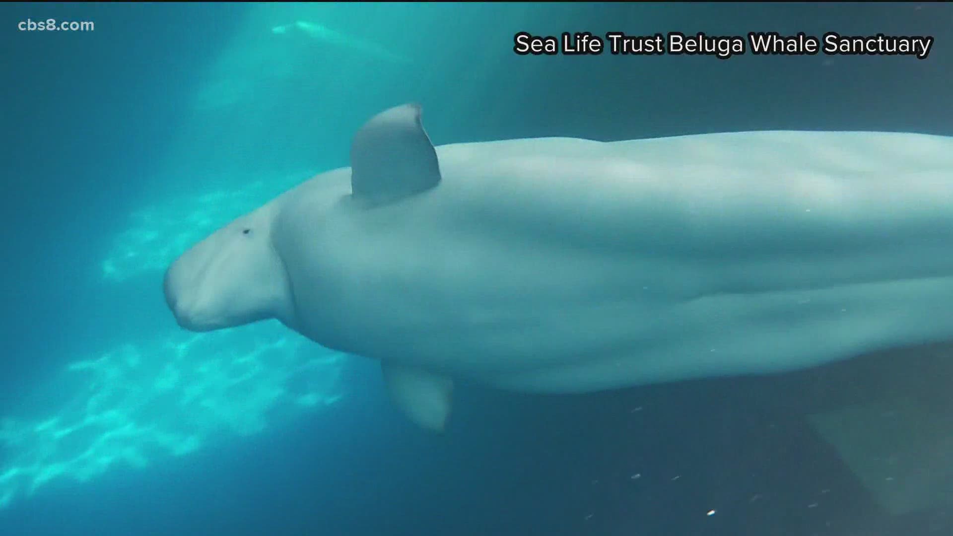 Two beluga whales have spent 11 years in a Chinese aquarium. Now, they're heading to a whale sanctuary.