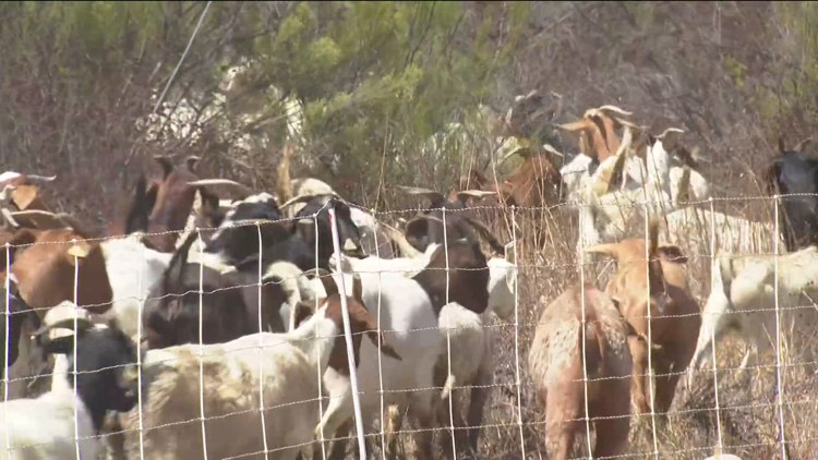 Goat brigade arrives at Miramar to tackle fire danger across hundreds of acres