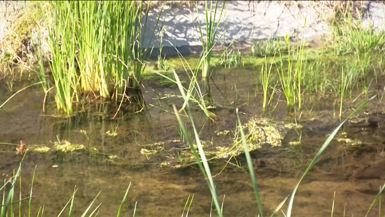 Grantville residents raise flood concerns over overgrown storm channel ahead of forecasted 'Super El Niño'