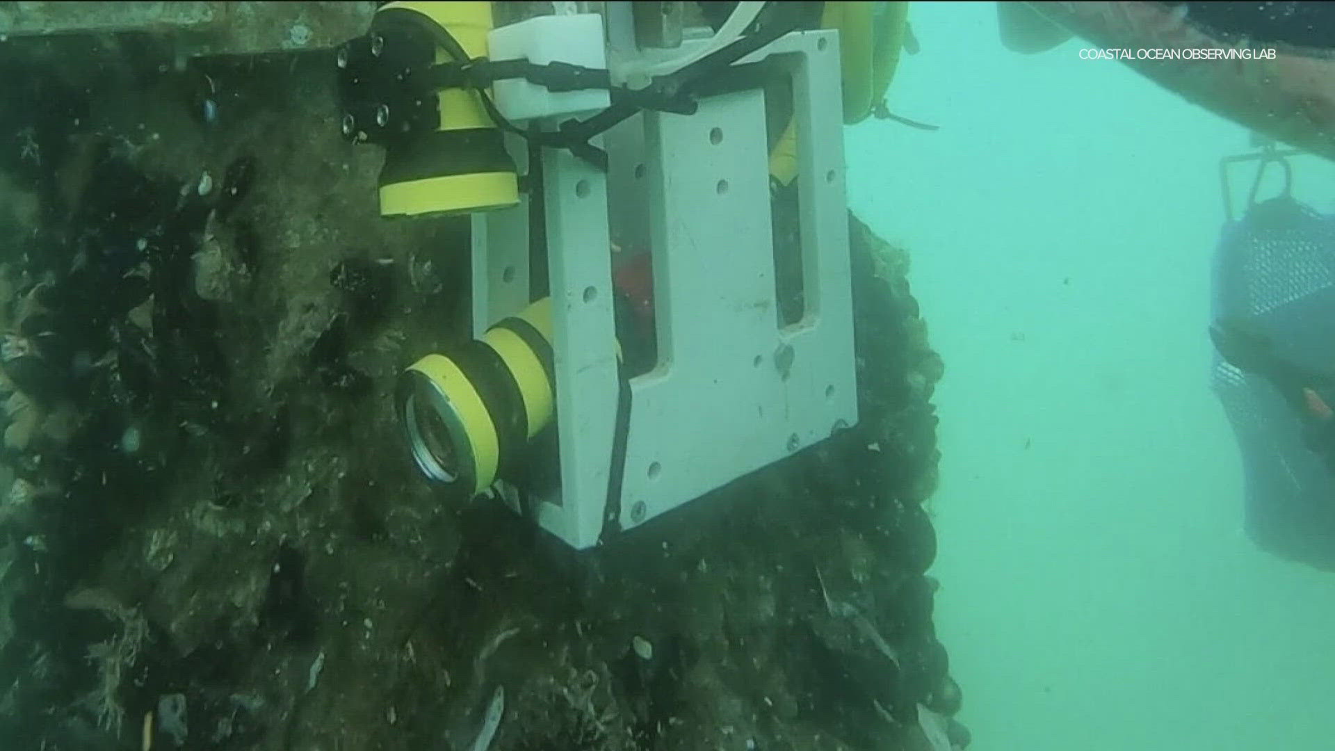 Anyone with internet can get a glimpse of the species in the water, thanks to the live stream of a hi-definition camera set up on one of the pilings of the pier.