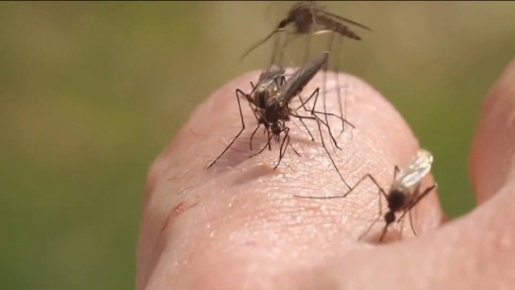 Heat and humidity may keep mosquitos buzzing throughout the fall in San Diego County