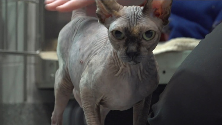 Hairless sphynx cat ‘Thumbelina’ seeks forever home after being found near dumpster with 2 kittens