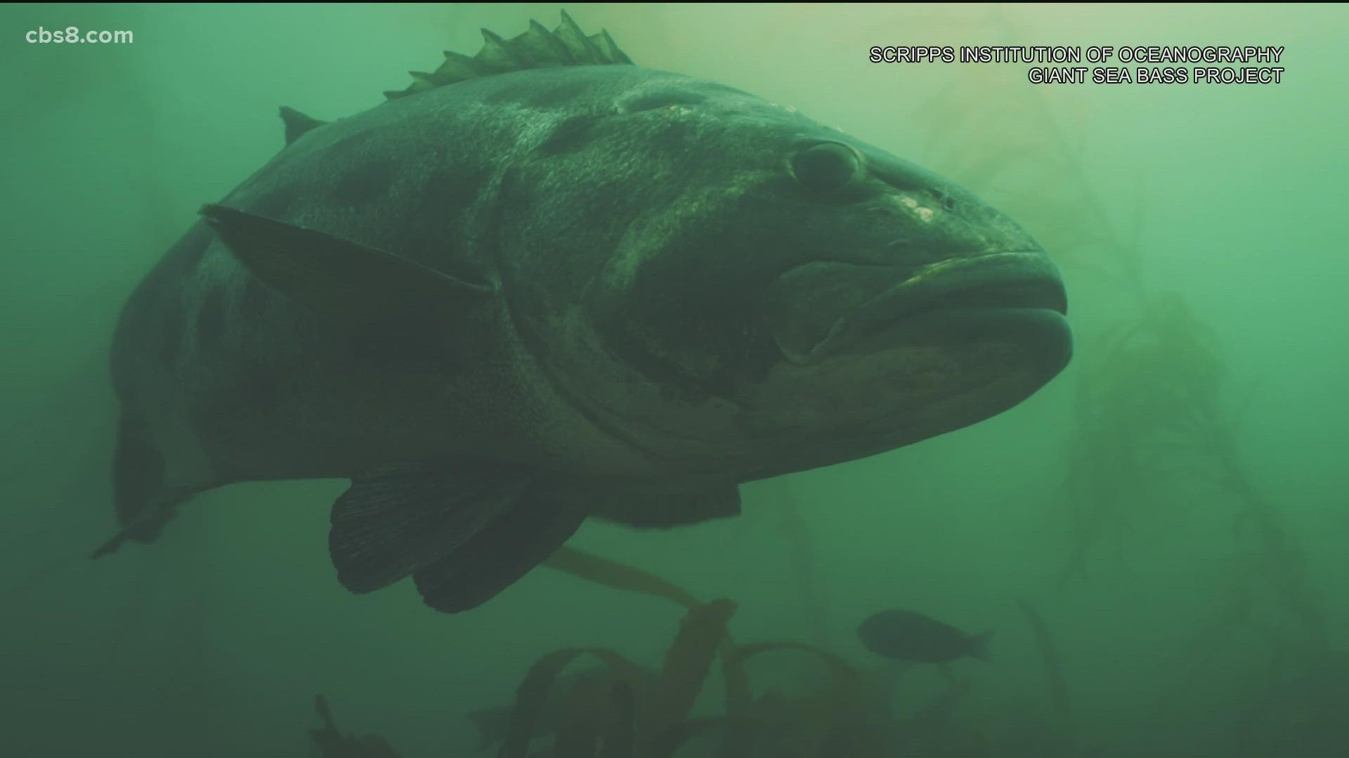 Arturo Ramirez with Scripps Institution of Oceanography has dedicated his research to the giant sea bass and found there are more in Mexico than initially thought.