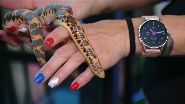 8-year-old boy allegedly breaks into Lakeside pet store to steal snake