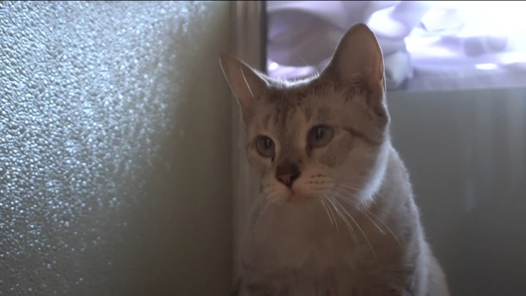 Rancho Coastal Humane Society takes in 9 animals displaced by Hurricane Lowell in Kauai