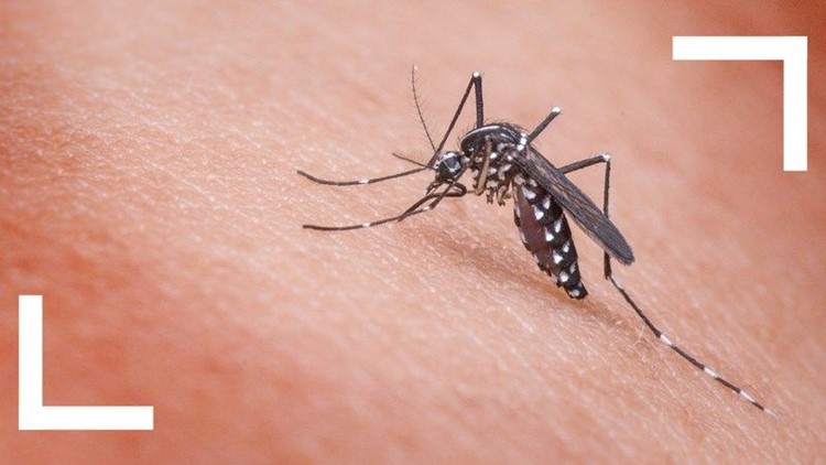 West Nile virus found in San Diego mosquitoes, first detection in 2026