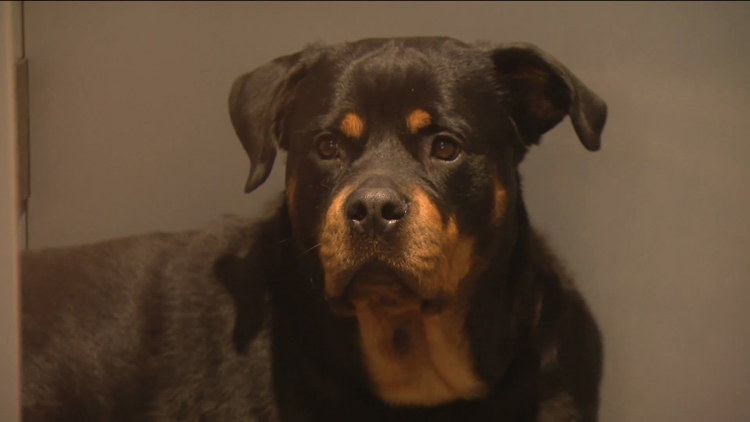 San Diego Humane Society Strains Under Record Dog Intake as Housing Crisis Deepens