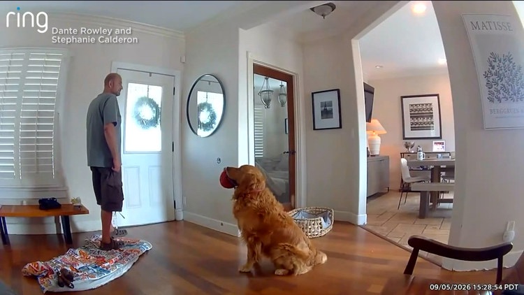 Caught on camera: Golden retriever tries to befriend burglar