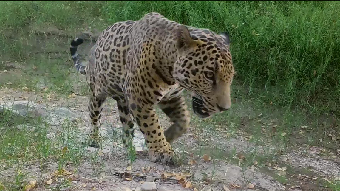 Jaguars spotted near Arizona border, first since getting hunted out of the U.S. - Vimarsana News