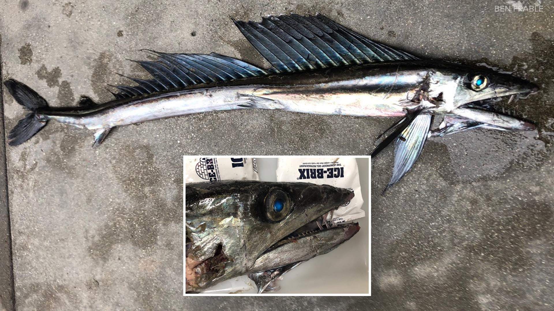 The lancetfish is typically found 6,000 feet beneath the ocean and its favorite food is the lancetfish. They're known cannibals.