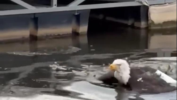 Bald eagle rescued near Big Bear Lake after altercation presumed to be Jackie