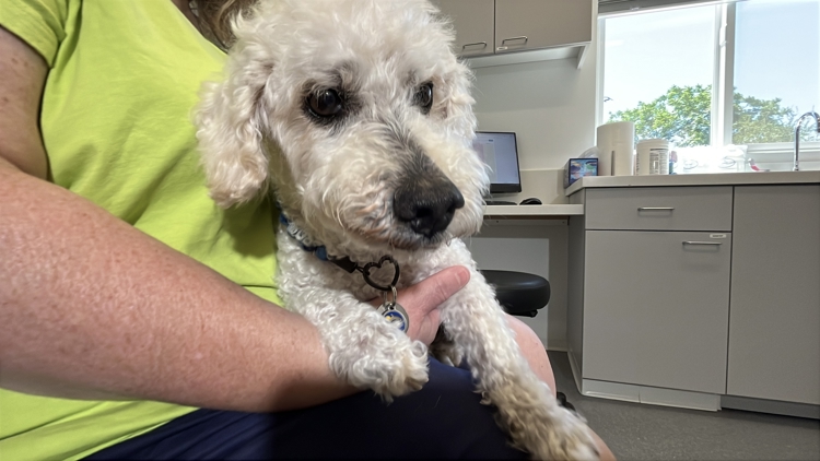 Frosted Faces Foundation expands to help senior pets find loving homes