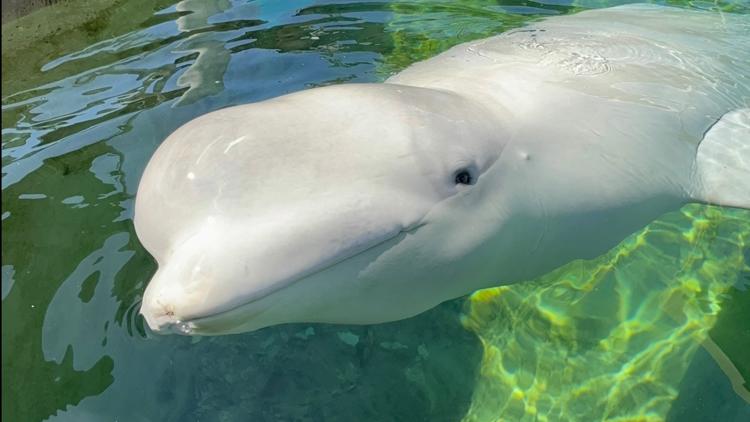 Beluga whale unexpectedly dies in San Diego, two months after being rescued