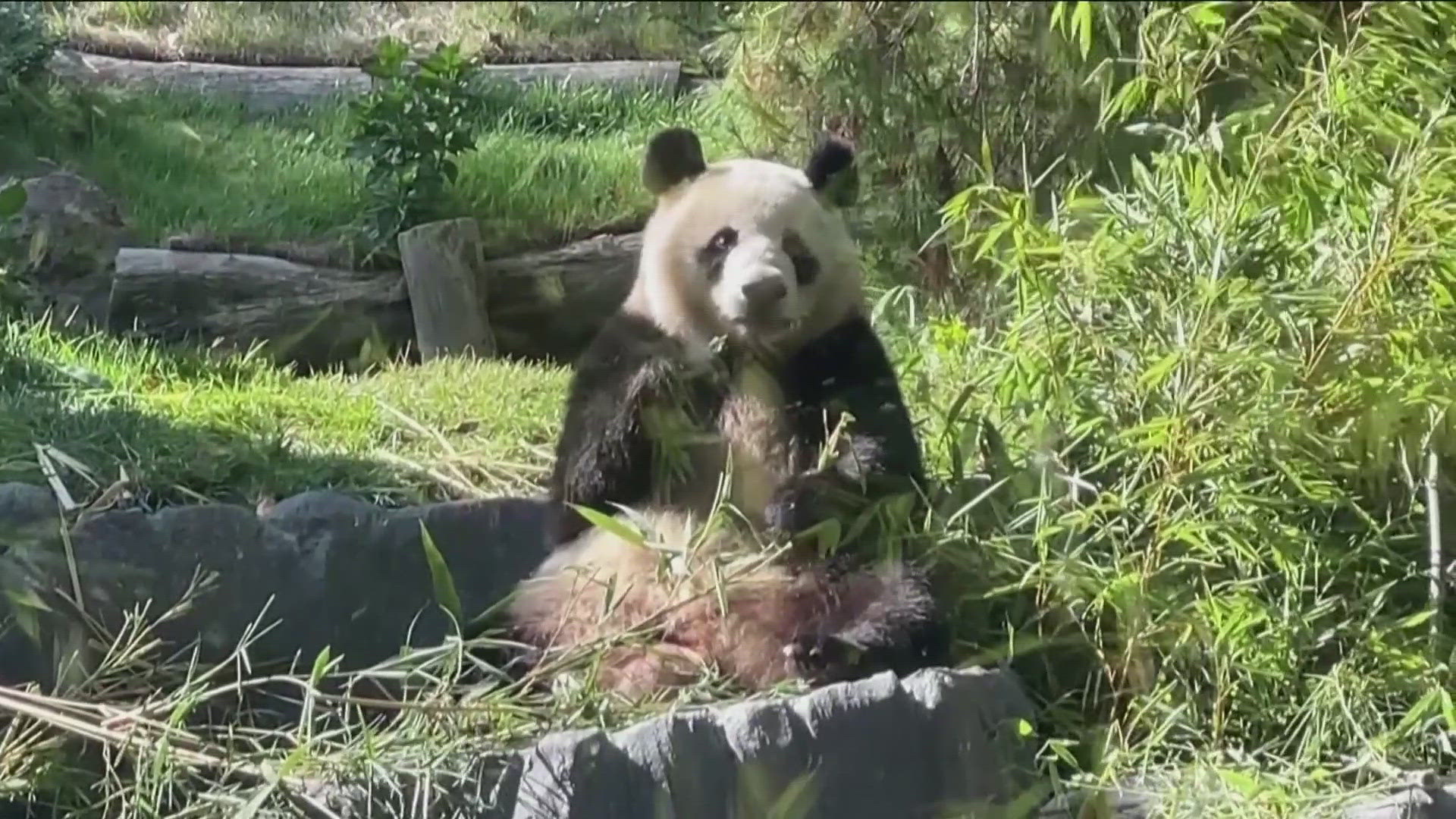 In celebration of the public debut of the giant pandas, Governor Gavin Newsom proclaimed August 8, 2024, as California Panda Day.