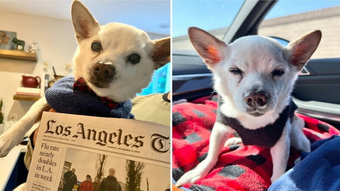 Guinness World Records: Oldest living dog on earth is in California - Vimarsana News
