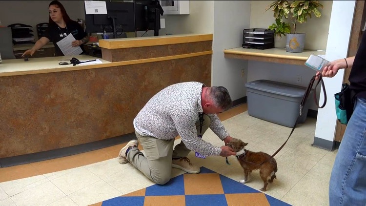 San Diego Humane Society Reunites Lost Pets After Fourth of July; Over 140 Still Awaiting Claims