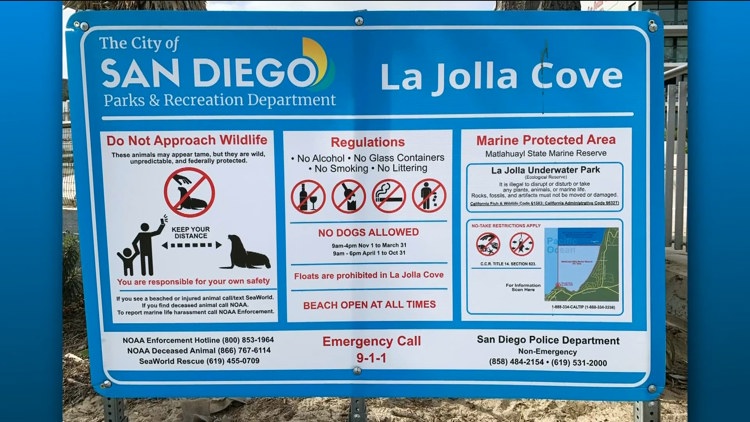 Sea lions filmed chasing beachgoers at La Jolla Cove