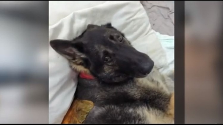 German Shepherd recovering after falling into 50-foot hole
