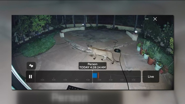 Mountain Lion Filmed Prowling San Diego Backyard as Urban Wildlife Encounters Rise
