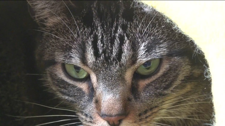 Midtown woman seeking answers after 3 cats stolen from her home