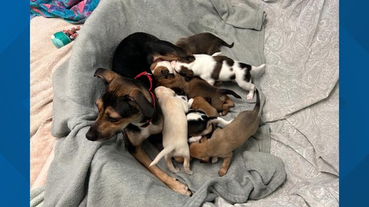 Fire at Escondido senior community displaces residents, prompts rescue of 12 dogs and evaluation of 25 animals