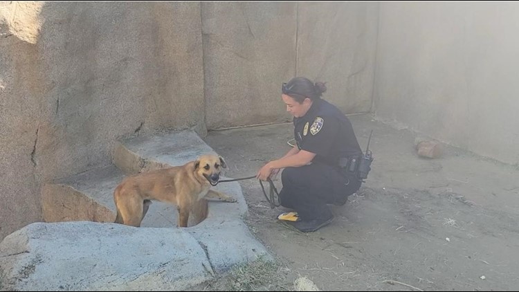 Dog removed after entering gorilla enclosure at San Diego Zoo Safari Park