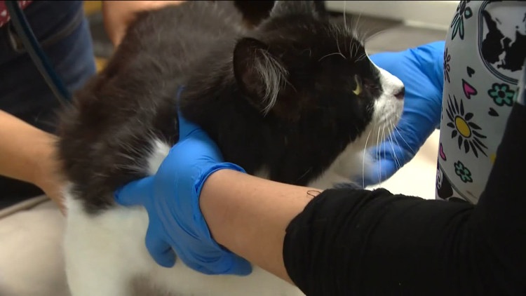 Popular hair-growth treatment could be deadly to pets as poison control calls surge
