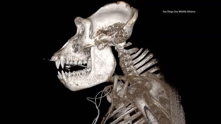 Gorilla undergoes first-ever mastoidectomy at San Diego Zoo Safari Park