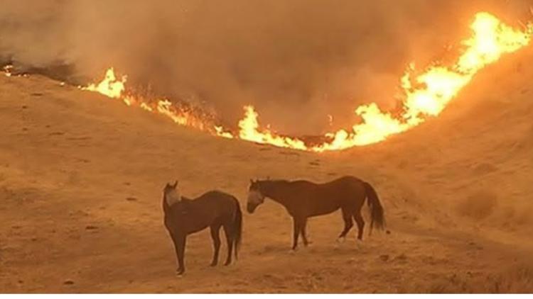 Escondido's CARRET heroes risk lives to save animals from California wildfires