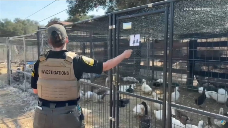 San Diego County seizes 829 birds, 2 dogs in major Valley Center rescue operation