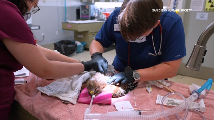 One of 2 hawks shot dies during treatment at San Diego Humane Society’s Project Wildlife