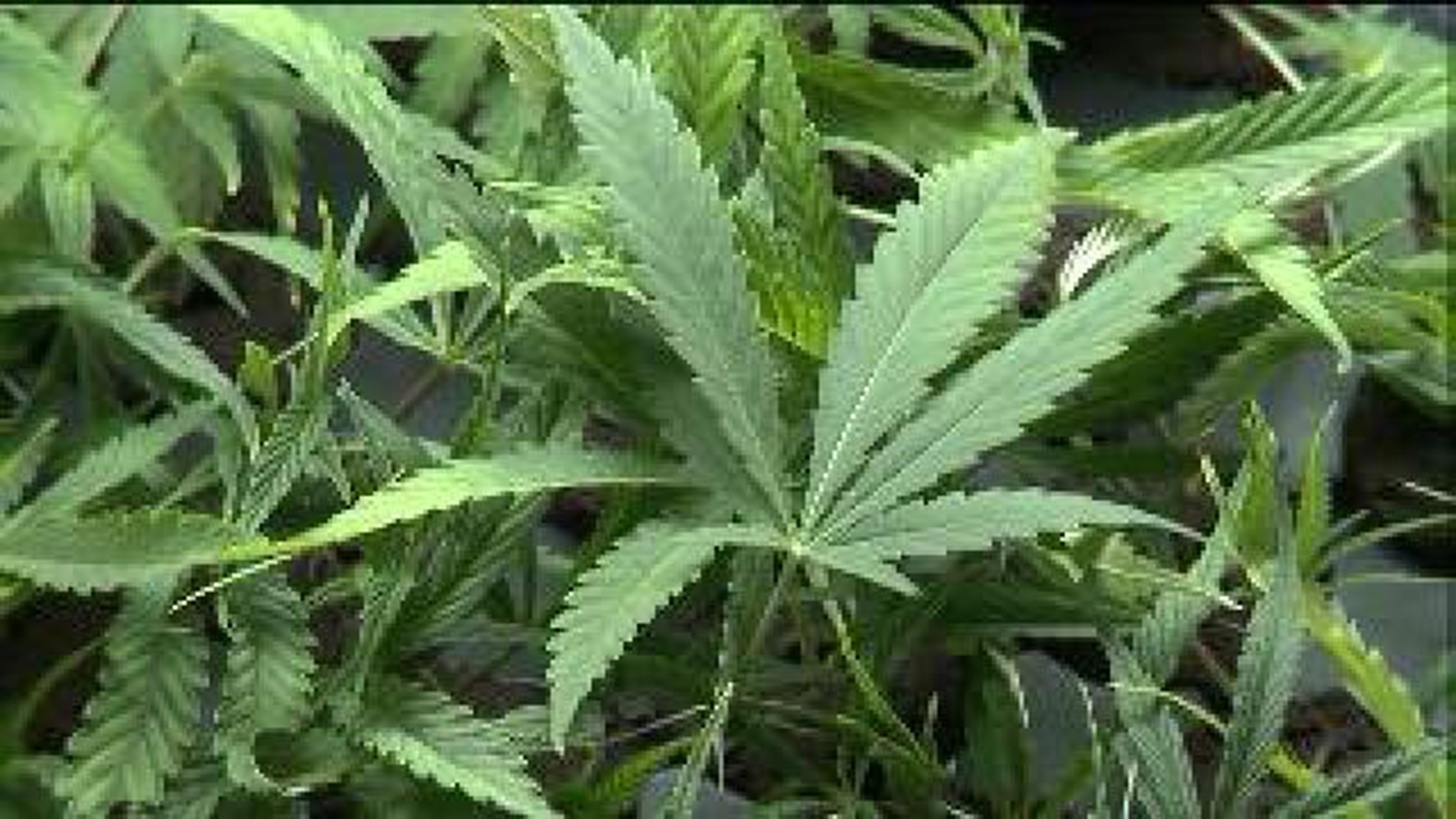 Medical Marijuana Debate