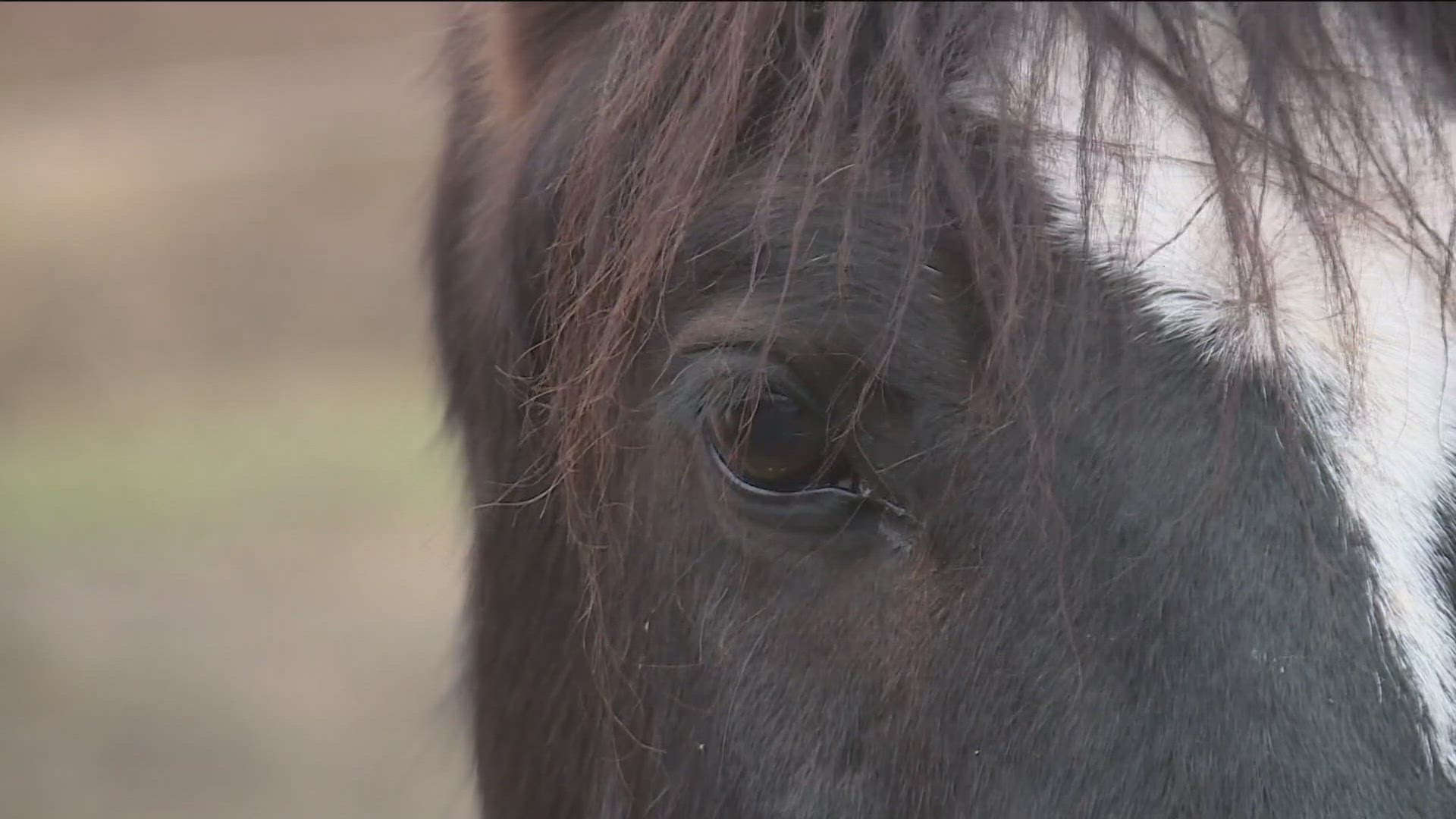 A horse has been infected with Eastern Equine Encephalomyelitis (EEE) in Arkansas, the Arkansas Department of Agriculture reported on July 31.