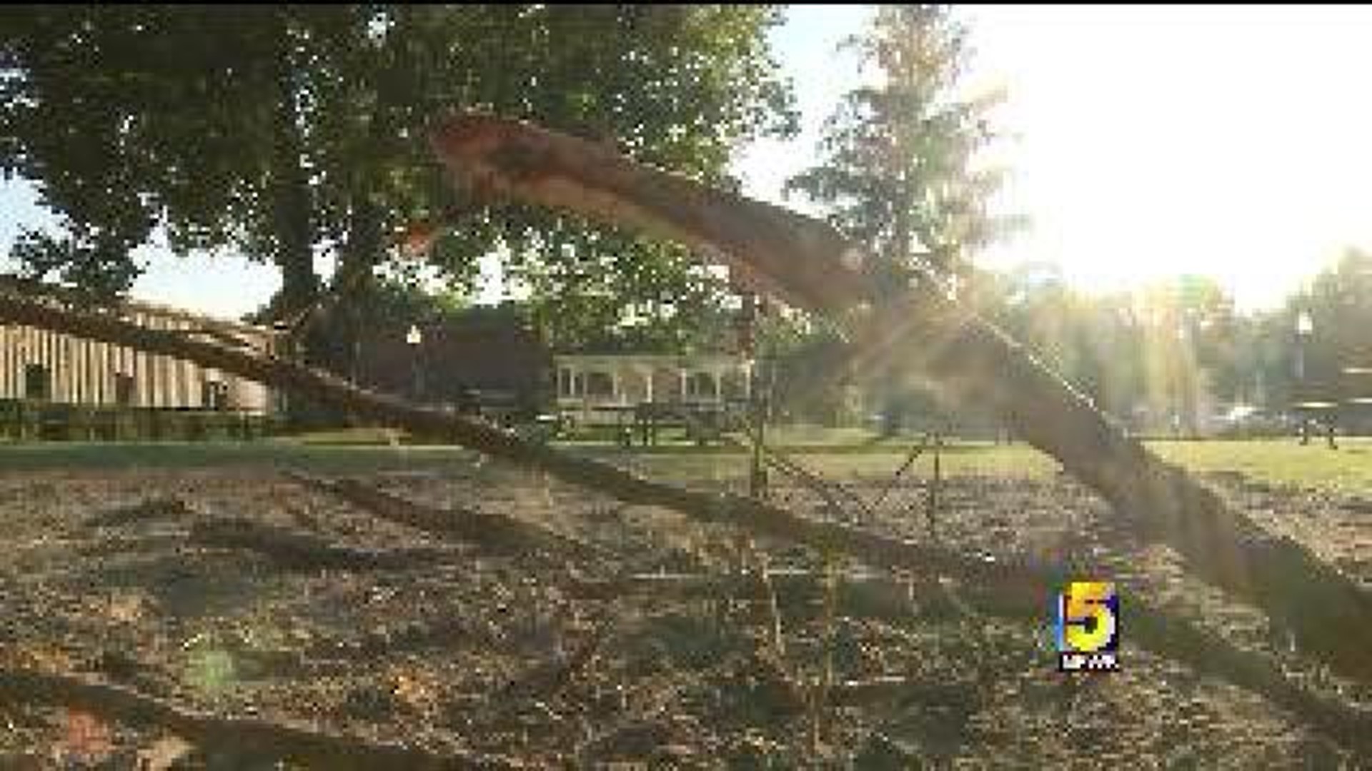 Climbing Tree Full Of Memories Destroyed By Winds