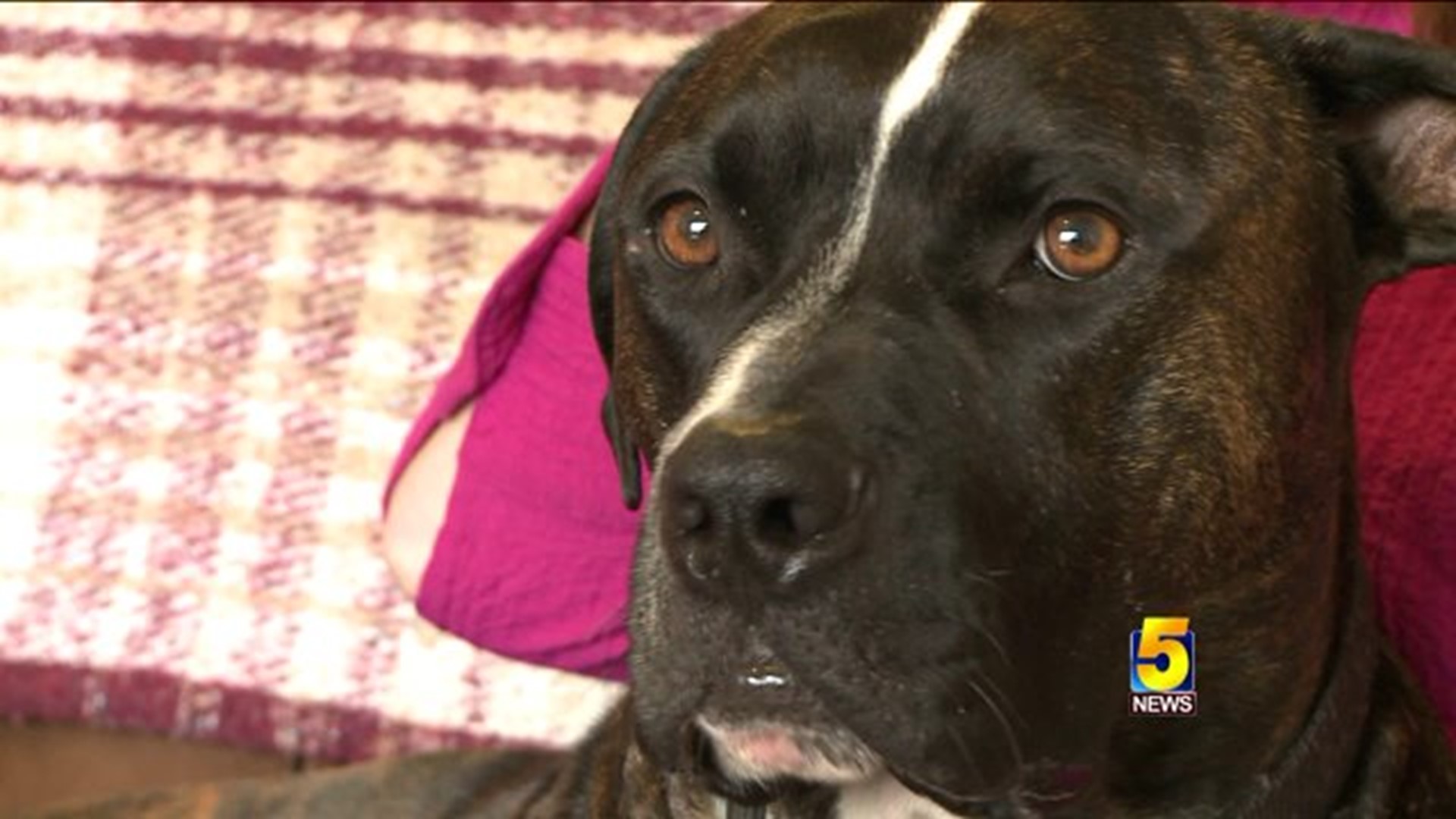 Dog Stolen From Fayetteville Home, Found In Colorado