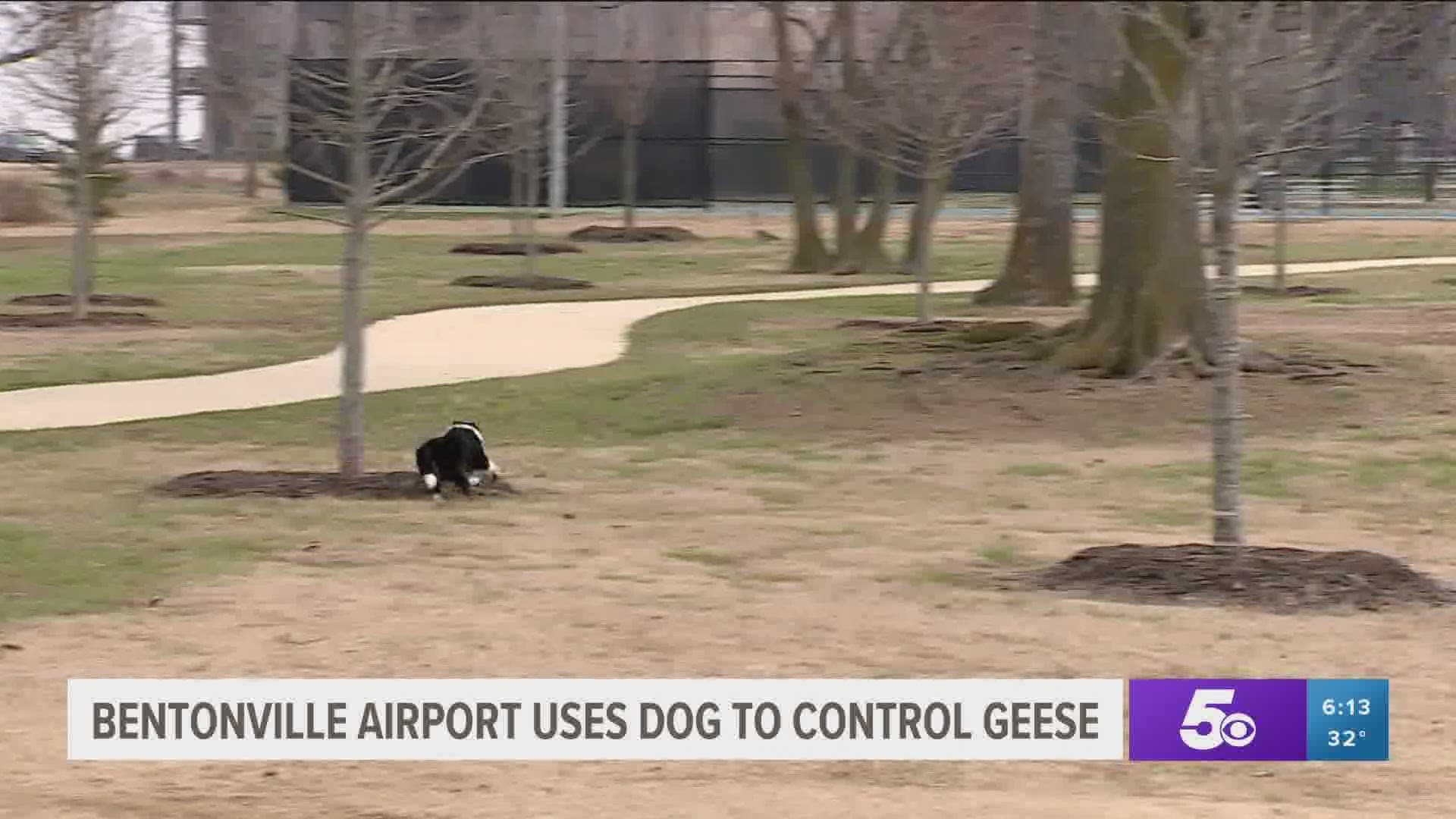 Bentonville Aiport uses dog to control geese