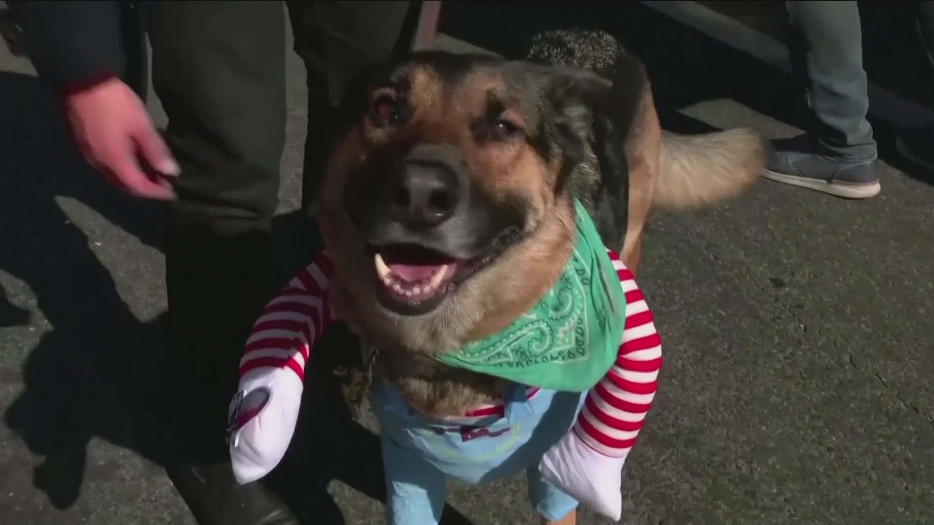 The annual Tompkins Square Halloween Dog Parade returned to New York's East Village, bringing a diverse cast of characters.