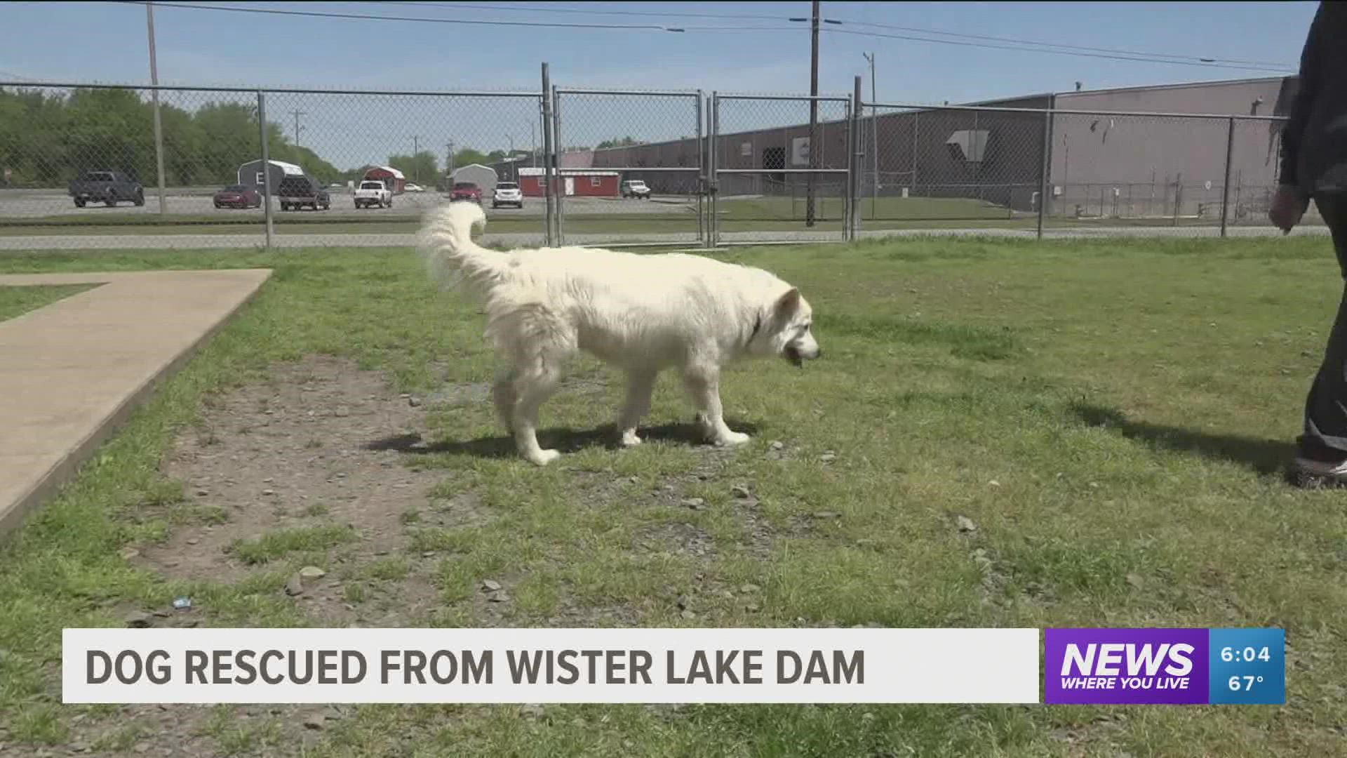 After seeing a Facebook post of a dog stuck in a Lake Wister Dam, Wister Fire Department members sprang into action and conducted a rescue.