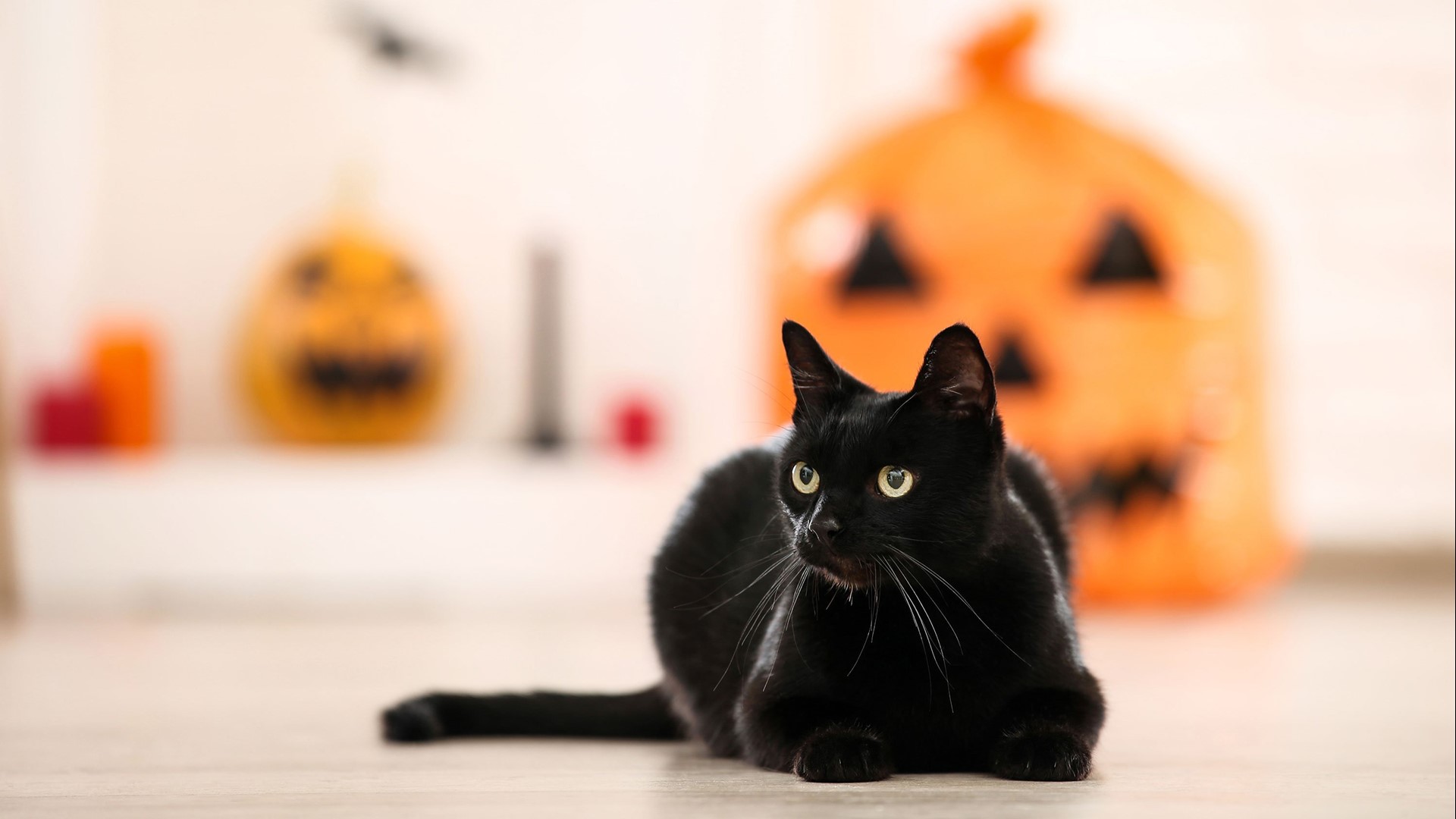 October 27 is National Black Cat Day. Watch to learn about the history of black cats.