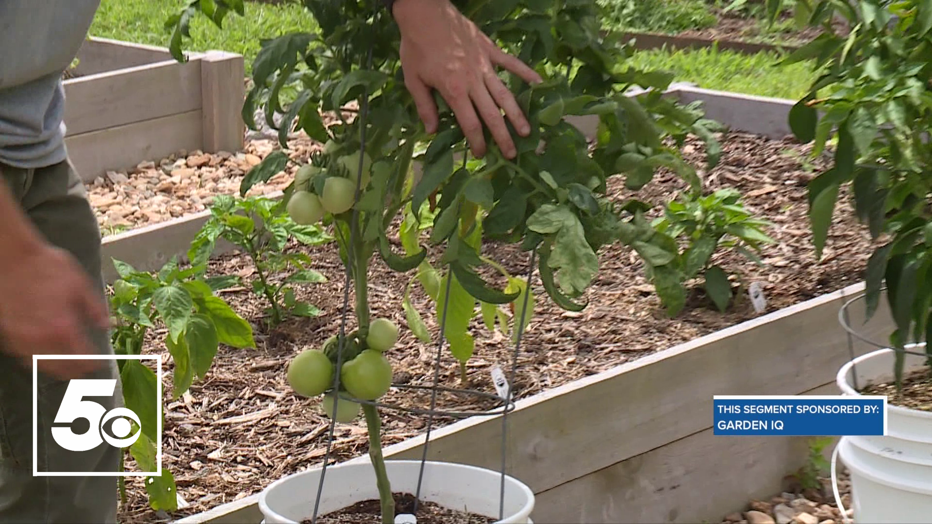 The 5NEWS Garden Club checks back in with its bucket garden in this week's segment.